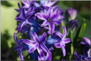 Photo: Hyacinth 01a HiRes