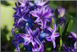 Photo: Hyacinth 01a LowRes