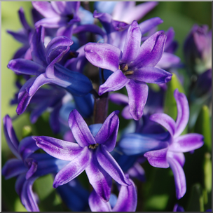 Photo: Hyacinth 01b HiRes