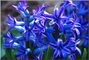 Photo: Hyacinth 02 HiRes