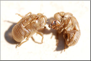 Photo: Insect Exoskeleton 01 LowRes
