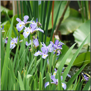 Photo: Irises 01b LowRes