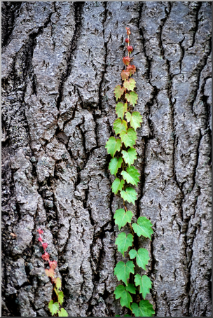 Photo: Ivy and Tree Bark 01 HiRes