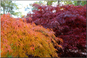 Photo: Japanese Maples 01 HiRes