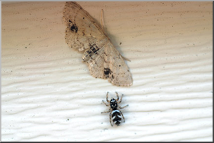 Photo: Jumping Spider and Moth 03 LowRes