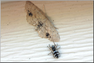 Photo: Jumping Spider and Moth 05 LowRes