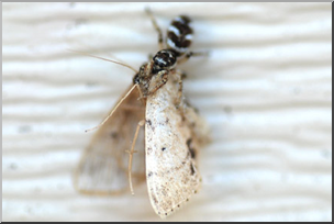 Photo: Jumping Spider and Moth 07 LowRes