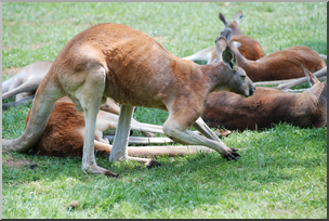 Photo: Kangaroo 01 HiRes