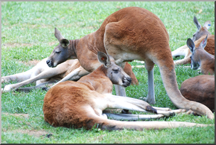 Photo: Kangaroo 02 HiRes