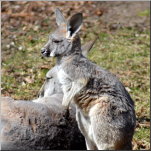 Photo: Kangaroo Joey 01b LowRes