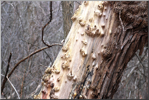 Photo: Knotty Tree Trunk 01 LowRes