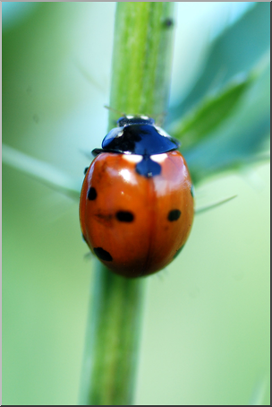 Photo: Ladybug 01a HiRes