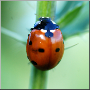 Photo: Ladybug 01b HiRes