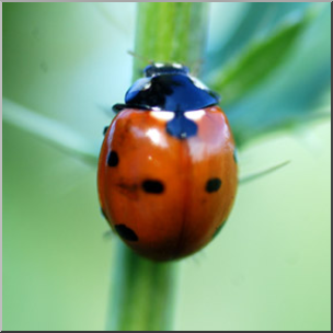 Photo: Ladybug 01b LowRes