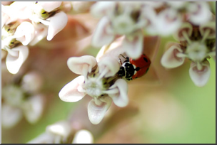 Photo: Ladybug and Milkweed 01a LowRes