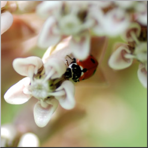 Photo: Ladybug and Milkweed 01b LowRes