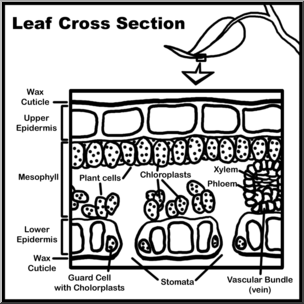 Clip Art: Leaf Cross Section B&W Labeled