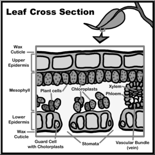 Clip Art: Leaf Cross Section Grayscale Labeled