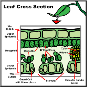 Clip Art: Leaf Cross Section Color Labeled