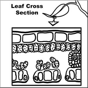 Clip Art: Leaf Cross Section B&W Unlabeled