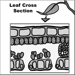 Clip Art: Leaf Cross Section Grayscale Unlabeled