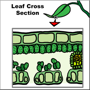 Clip Art: Leaf Cross Section Color Unlabeled
