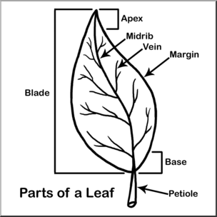 Clip Art: Leaf Parts B&W Labeled