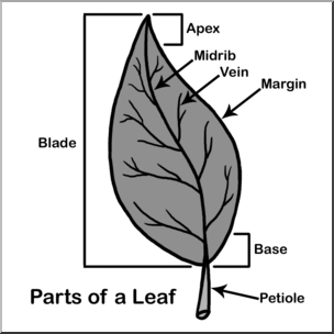 Clip Art: Leaf Parts Grayscale Labeled