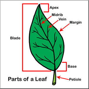 Clip Art: Leaf Parts Color Labeled