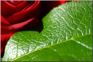 Photo: Leaf and Rose 01a LowRes
