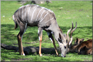 Photo: Lesser Kudu 01 HiRes