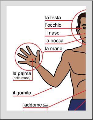 Italian: Grande Cartellone–la facciata del corpo, etichettato