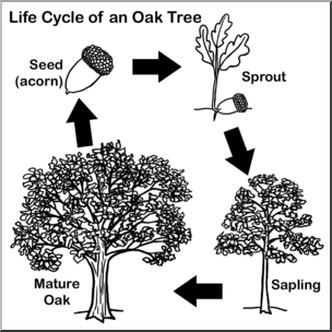 Clip Art: Oak Tree Life Cycle B&W