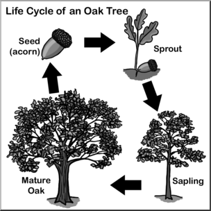 Clip Art: Oak Tree Life Cycle Grayscale