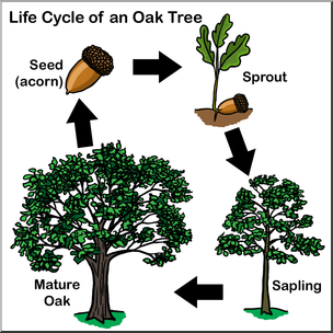 Clip Art: Oak Tree Life Cycle Color