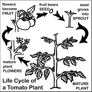 Clip Art: Tomato Plant Life Cycle B&W
