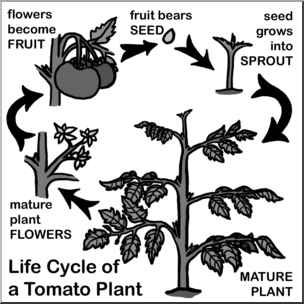 Clip Art: Tomato Plant Life Cycle Grayscale