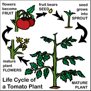 Clip Art: Tomato Plant Life Cycle Color