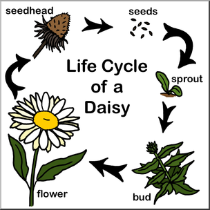 Clip Art: Daisy Life Cycle Color