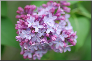 Photo: Lilac 01a LowRes