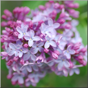 Photo: Lilac 01b LowRes