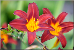 Photo: Lilies: Burgundy and Yellow 01a HiRes