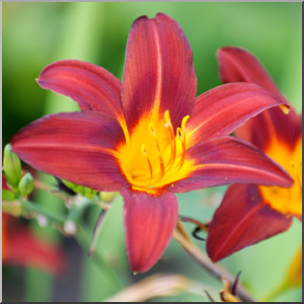 Photo: Lilies: Burgundy and Yellow 01b LowRes