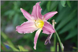 Photo: Lilies: Pink 01a HiRes