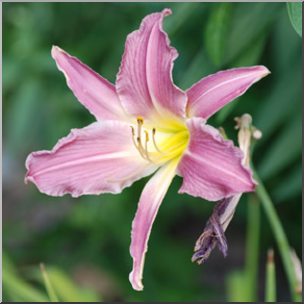 Photo: Lilies: Pink 01b LowRes