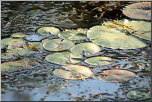 Photo: Lily Pads 01a LowRes