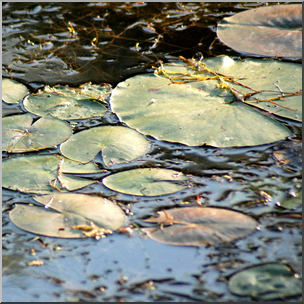 Photo: Lily Pads 01b HiRes