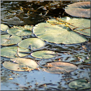 Photo: Lily Pads 01b LowRes