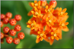 Photo: Little Orange Flowers 01 HiRes