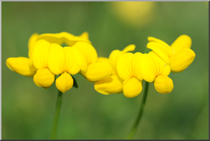 Photo: Little Yellow Flowers 01 HiRes